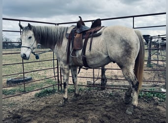 Quarter horse américain, Hongre, 7 Ans, 163 cm, Gris