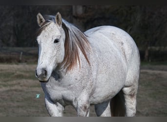 Quarter horse américain, Hongre, 7 Ans, 163 cm, Gris