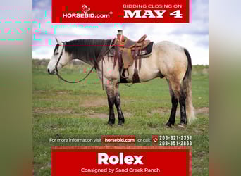 Quarter horse américain, Hongre, 7 Ans, 163 cm, Gris