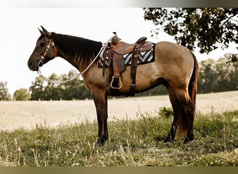 Quarter horse américain, Hongre, 7 Ans, 163 cm, Grullo