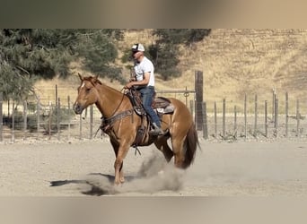 Quarter horse américain, Hongre, 7 Ans, 163 cm, Isabelle