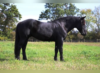 Quarter horse américain, Hongre, 7 Ans, 163 cm, Noir