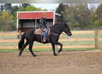 Quarter horse américain, Hongre, 7 Ans, 163 cm, Noir