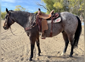 Quarter horse américain, Hongre, 7 Ans, 163 cm, Roan-Bay