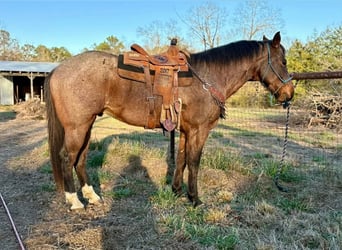 Quarter horse américain, Hongre, 7 Ans, 163 cm, Roan-Bay