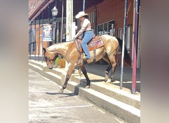 Quarter horse américain, Hongre, 7 Ans, 163 cm, Roan-Bay