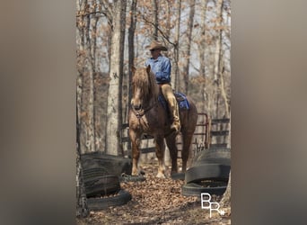 Quarter horse américain, Hongre, 7 Ans, 163 cm, Rouan Rouge
