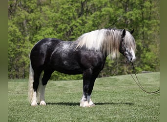 Quarter horse américain, Hongre, 7 Ans, 163 cm, Tobiano-toutes couleurs