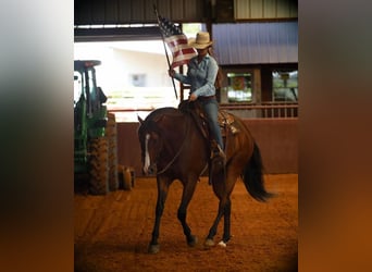 Quarter horse américain, Hongre, 7 Ans, 165 cm, Bai cerise