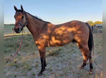 Quarter horse américain, Hongre, 7 Ans, 165 cm, Isabelle