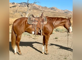 Quarter horse américain, Hongre, 7 Ans, 170 cm, Overo-toutes couleurs