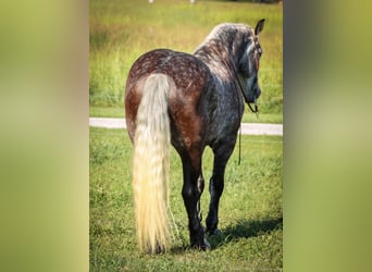 Quarter horse américain, Hongre, 7 Ans, 173 cm, Gris pommelé