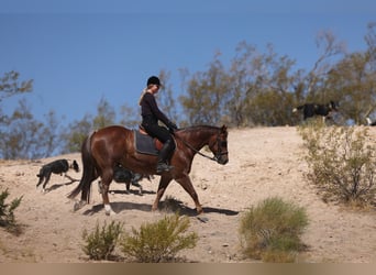 Quarter horse américain, Hongre, 7 Ans, Alezan brûlé