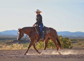 Quarter horse américain, Hongre, 7 Ans, Alezan brûlé