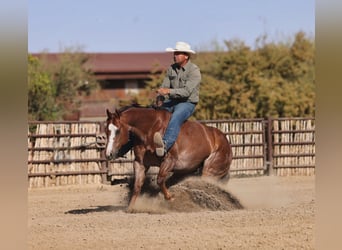 Quarter horse américain, Hongre, 7 Ans, Alezan brûlé