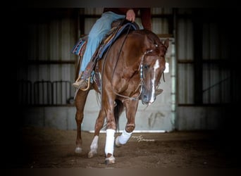 Quarter horse américain, Hongre, 7 Ans, Alezan cuivré