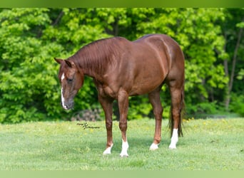 Quarter horse américain, Hongre, 7 Ans, Alezan cuivré