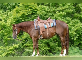 Quarter horse américain, Hongre, 7 Ans, Alezan cuivré