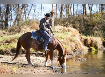 Quarter horse américain, Hongre, 7 Ans, Alezan cuivré