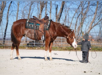 Quarter horse américain, Hongre, 7 Ans, Alezan cuivré