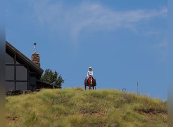 Quarter horse américain, Hongre, 7 Ans, Alezan cuivré