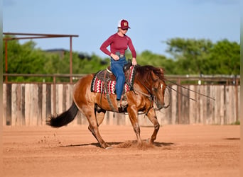 Quarter horse américain, Hongre, 7 Ans, Alezan cuivré