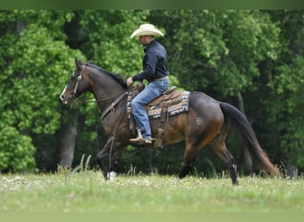 Quarter horse américain, Hongre, 7 Ans, Bai cerise