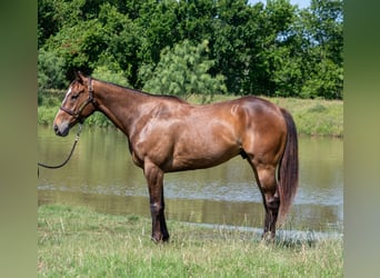 Quarter horse américain, Hongre, 7 Ans, Bai cerise