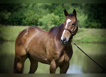 Quarter horse américain, Hongre, 7 Ans, Bai cerise