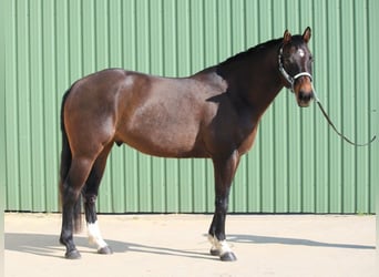 Quarter horse américain, Hongre, 7 Ans, Bai