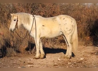 Quarter horse américain, Hongre, 7 Ans, Blanc