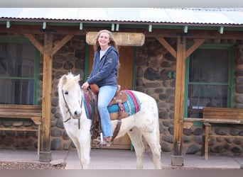 Quarter horse américain, Hongre, 7 Ans, Blanc