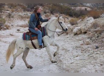 Quarter horse américain, Hongre, 7 Ans, Blanc