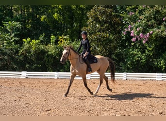 Quarter horse américain Croisé, Hongre, 7 Ans, Buckskin