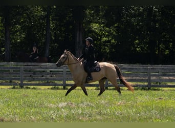 Quarter horse américain Croisé, Hongre, 7 Ans, Buckskin
