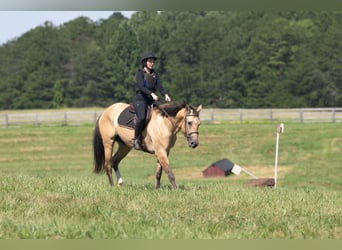 Quarter horse américain Croisé, Hongre, 7 Ans, Buckskin