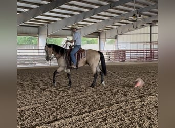 Quarter horse américain, Hongre, 7 Ans, Buckskin