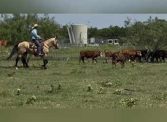 Quarter horse américain, Hongre, 7 Ans, Buckskin