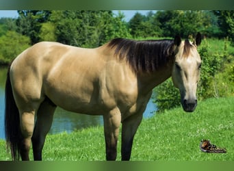 Quarter horse américain, Hongre, 7 Ans, Buckskin