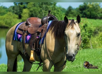 Quarter horse américain, Hongre, 7 Ans, Buckskin