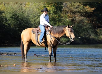 Quarter horse américain, Hongre, 7 Ans, Buckskin