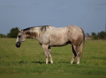 Quarter horse américain, Hongre, 7 Ans, Gris