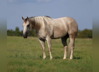 Quarter horse américain, Hongre, 7 Ans, Gris