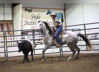 Quarter horse américain, Hongre, 7 Ans, Gris