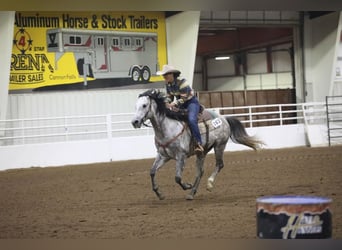 Quarter horse américain, Hongre, 7 Ans, Gris