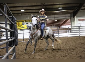 Quarter horse américain, Hongre, 7 Ans, Gris