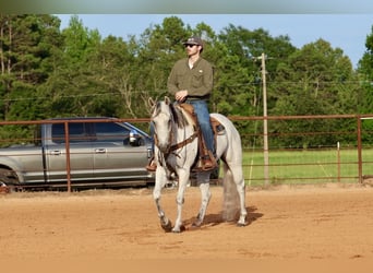 Quarter horse américain, Hongre, 7 Ans, Gris