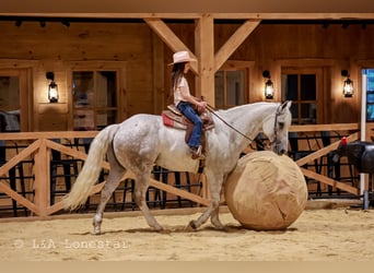 Quarter horse américain, Hongre, 7 Ans, Gris