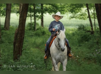 Quarter horse américain, Hongre, 7 Ans, Gris