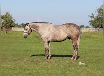 Quarter horse américain, Hongre, 7 Ans, Gris